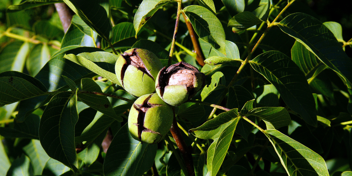 Walnuts
